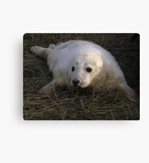 Precious Canvas Print