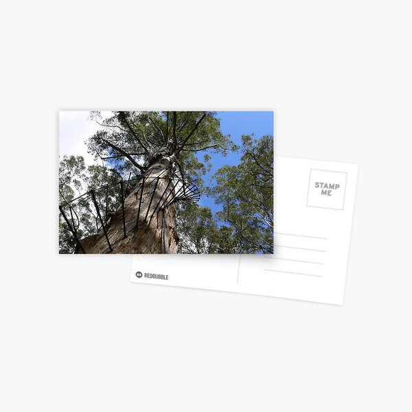 Item preview, Gloucester Tree, Pemberton W.A. designed and sold by Sandra Chung.