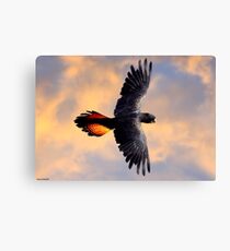 Red Tail Black Cockatoo - Flight Canvas Print