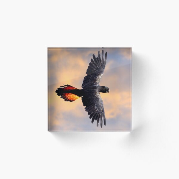 Red Tail Black Cockatoo - Flight Acrylic Block