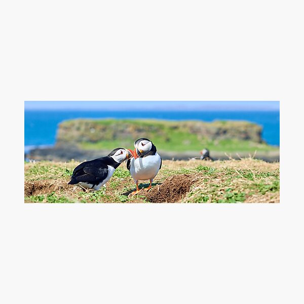 Puffin Love Photographic Print