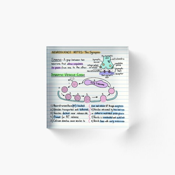 Item preview, Neuroscience Notes - Synapse designed and sold by BundaBear.