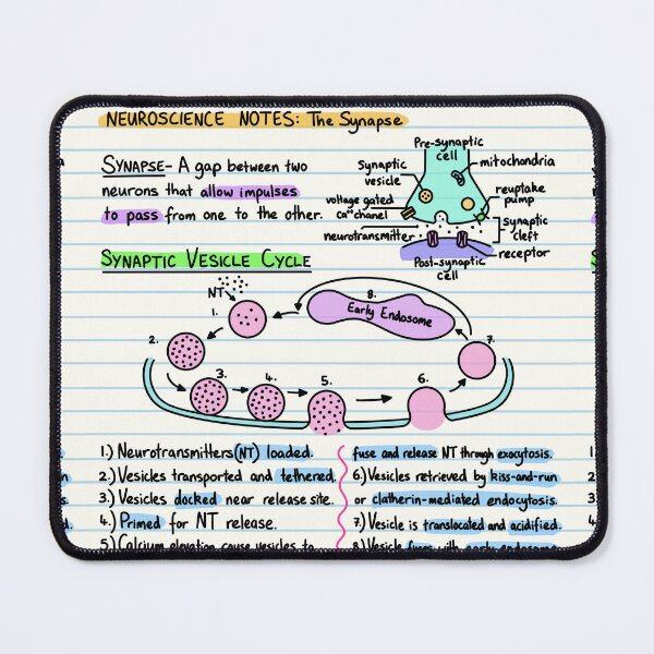 Item preview, Neuroscience Notes - Synapse designed and sold by BundaBear.