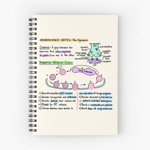 Item preview, Neuroscience Notes - Synapse designed and sold by BundaBear.