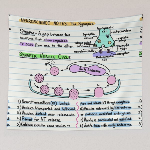 Item preview, Neuroscience Notes - Synapse designed and sold by BundaBear.