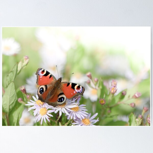 Item preview, Peacock butterfly designed and sold by Margriet Photography .