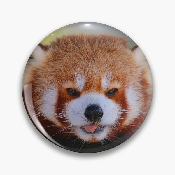 Item preview, Red Panda Stare designed and sold by Fearless-Fox.
