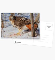 Having lunch Postcards