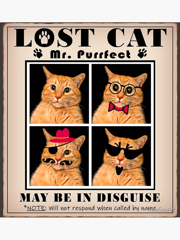 Meme Lost Cats Facebook LOST CAT: Missing Purrfect