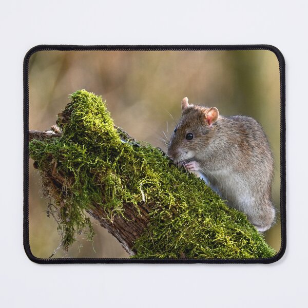 Item preview, wild rat designed and sold by Claudia-Evans.