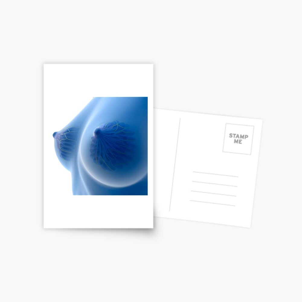 X-ray Image of female breast anatomy. - Album alb3883183