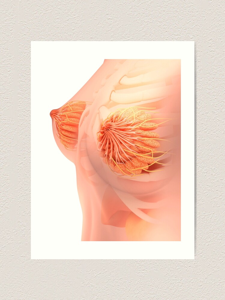 Anatomy of the female breast. Canvas Print for Sale by StocktrekImages