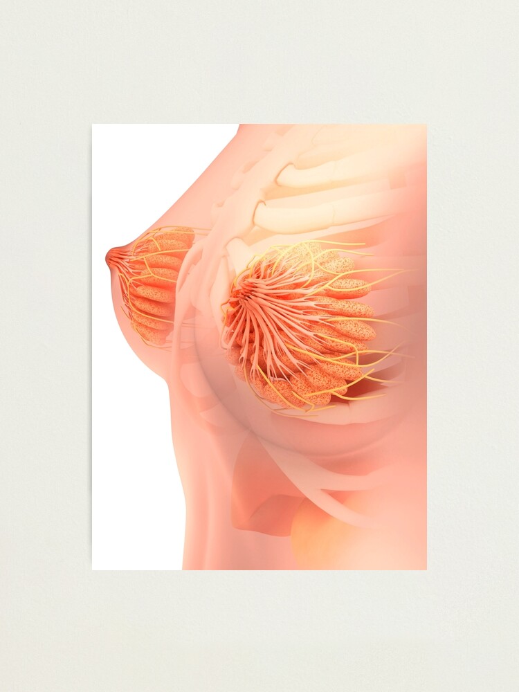 Female Breast Anatomy 3D model