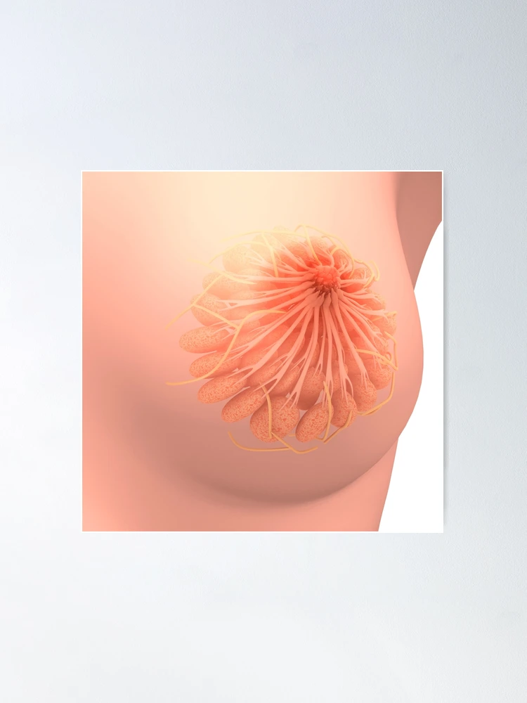 Conceptual image of female breast anatomy. - SuperStock