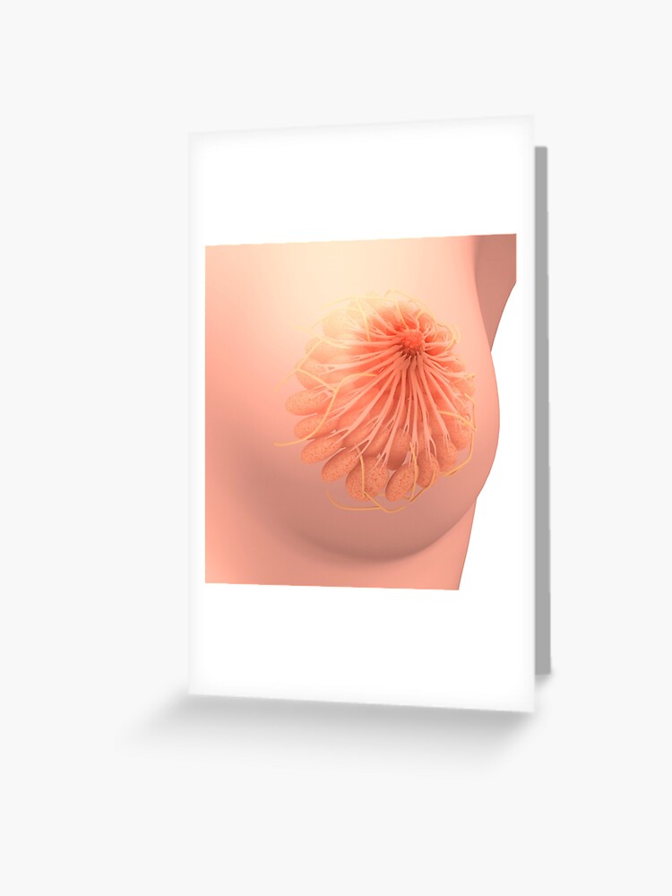 Conceptual image of female breast anatomy. | Greeting Card