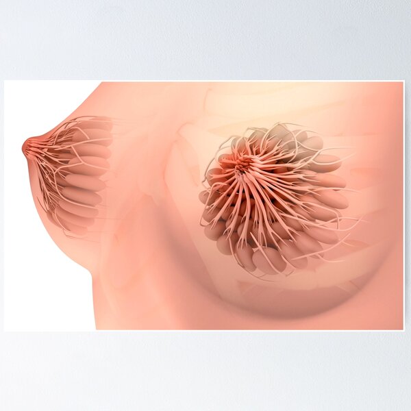 Lactating breast tissue (P616/0361) Photographic Print for Sale by  SciencePhoto
