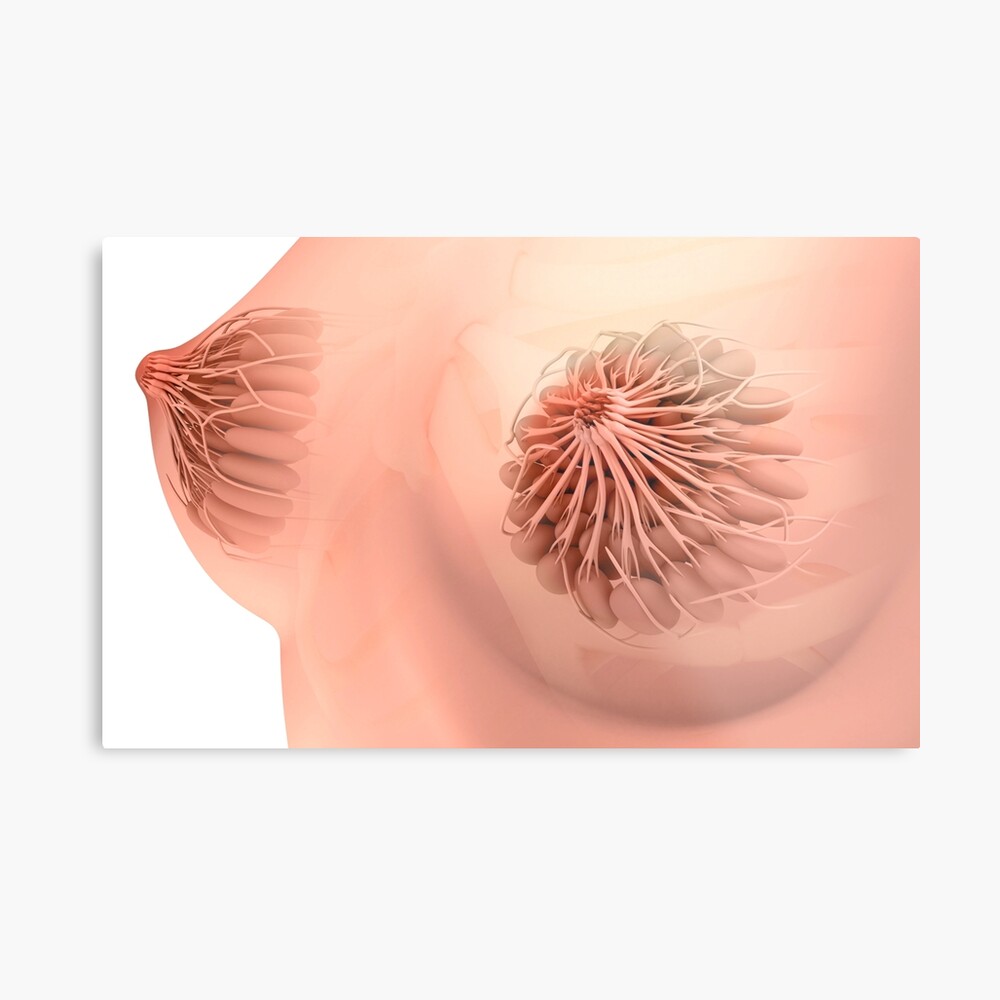 Conceptual Image Of Female Breast Anatomy 4 Canvas Print