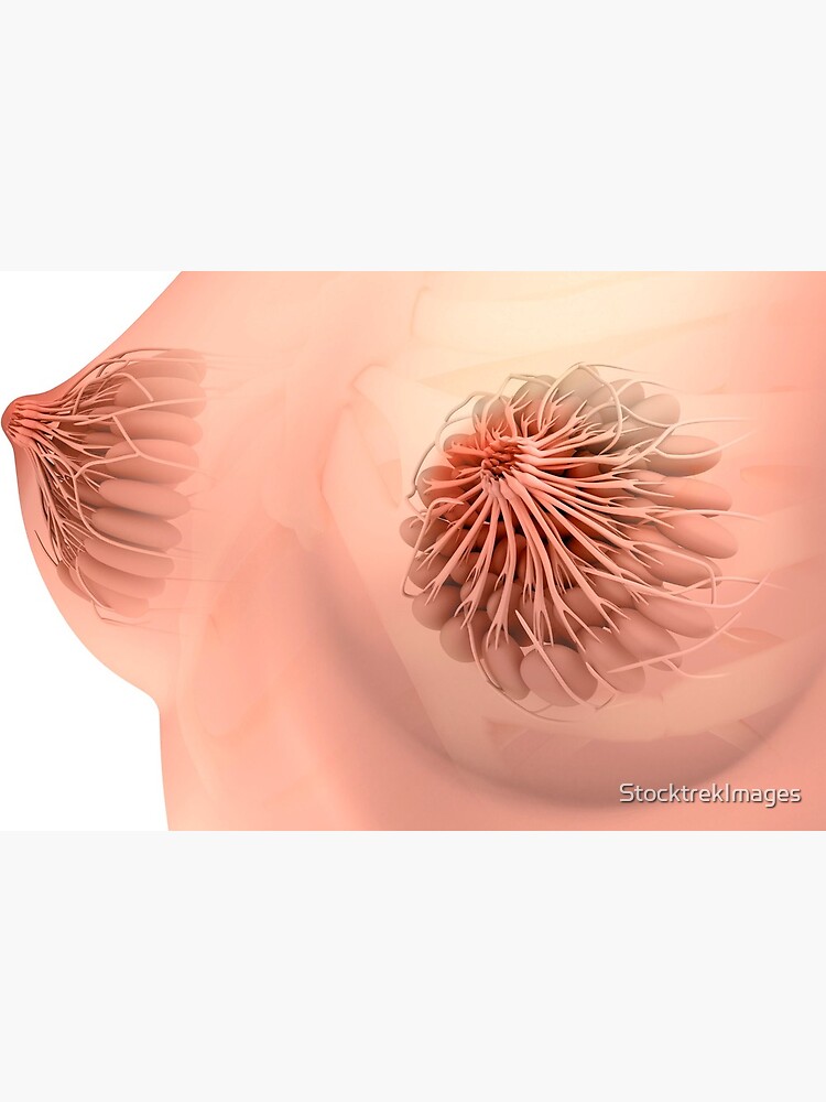 Conceptual image of female breast anatomy. Art Board Print for