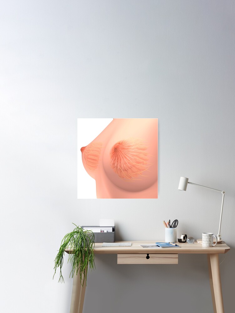 The Female Breast Poster