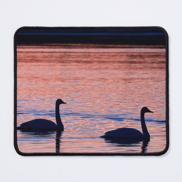 Item preview, Duo. Whooper Swan designed and sold by Jouko Lehto Photography.
