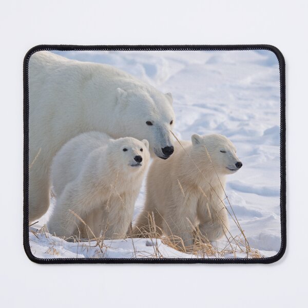 Item preview, Polar Bear Mother and Cubs designed and sold by wildlifist.