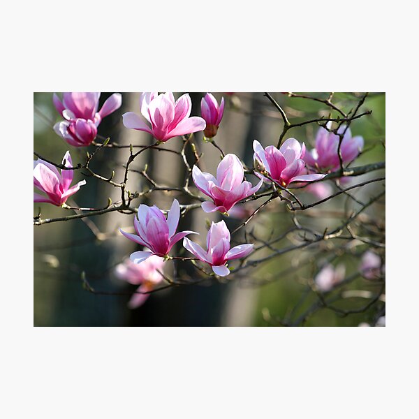 Japanese Magnolia - Art Print