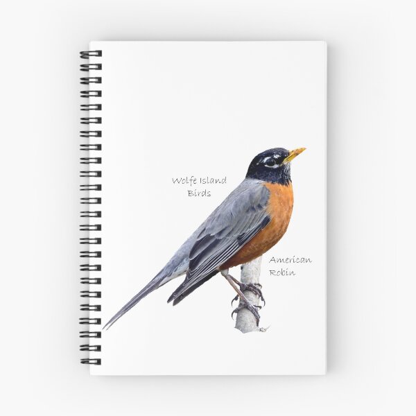 Item preview, Wolfe Island Birds American Robin Sticker designed and sold by qlajt.