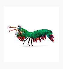 Geometric Abstract Peacock Mantis Shrimp Photographic Print