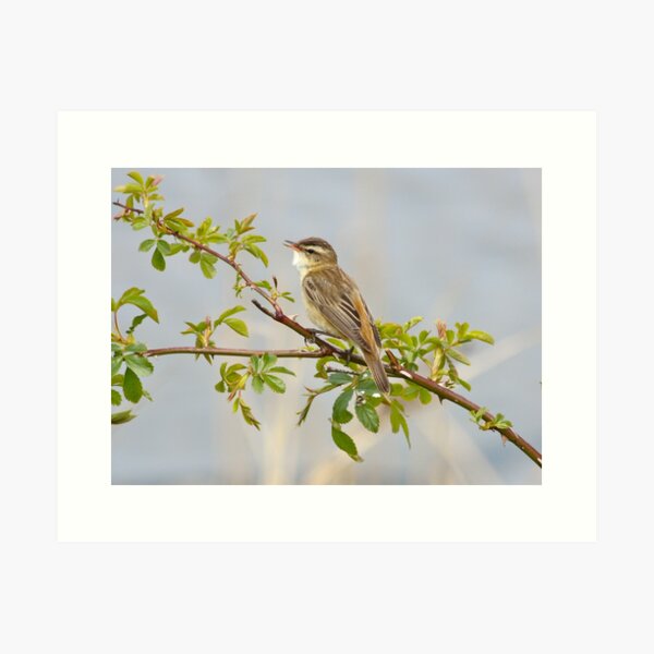 Item preview, Sedge Warbler designed and sold by dilouise.