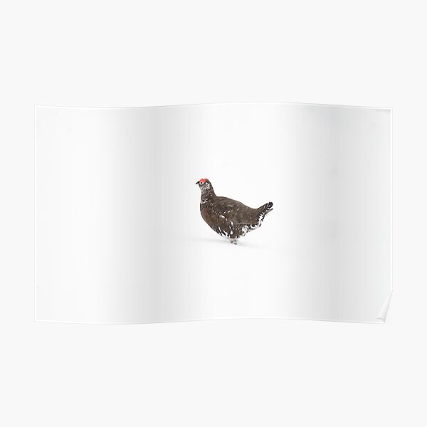 Red Grouse Poster