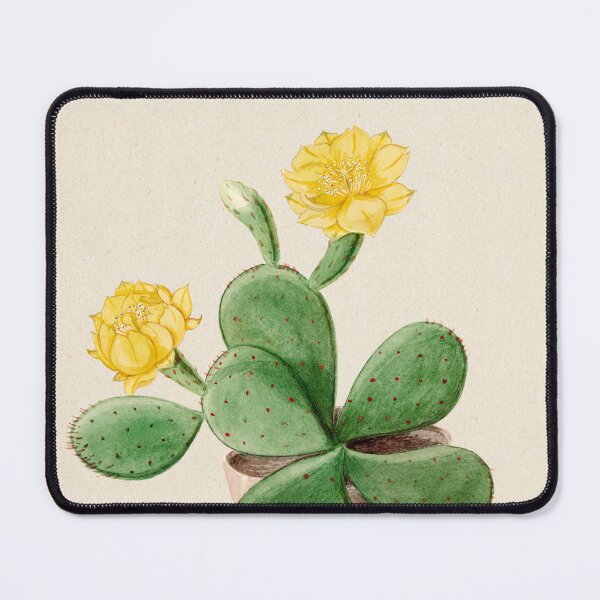 Item preview, Vintage Opuntia vulgaris botanical print from Familie Der Cacteen (1893-1905) designed and sold by Douglas E. Welch Design and Photography.