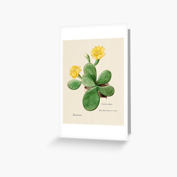 Vintage Opuntia vulgaris botanical print from Familie Der Cacteen (1893-1905) Greeting Card