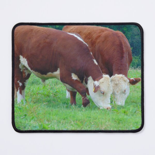 Item preview, Traditional Hereford Steer Grazing designed and sold by FastRapidash.