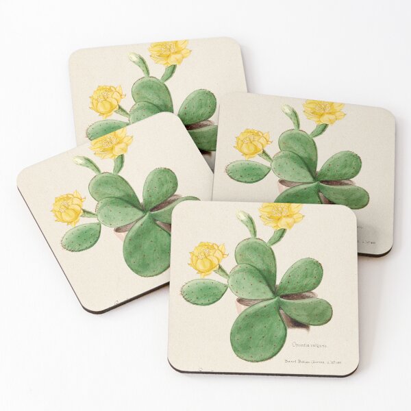 Item preview, Vintage Opuntia vulgaris botanical print from Familie Der Cacteen (1893-1905) designed and sold by Douglas E. Welch Design and Photography.