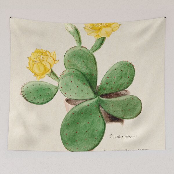 Item preview, Vintage Opuntia vulgaris botanical print from Familie Der Cacteen (1893-1905) designed and sold by Douglas E. Welch Design and Photography.