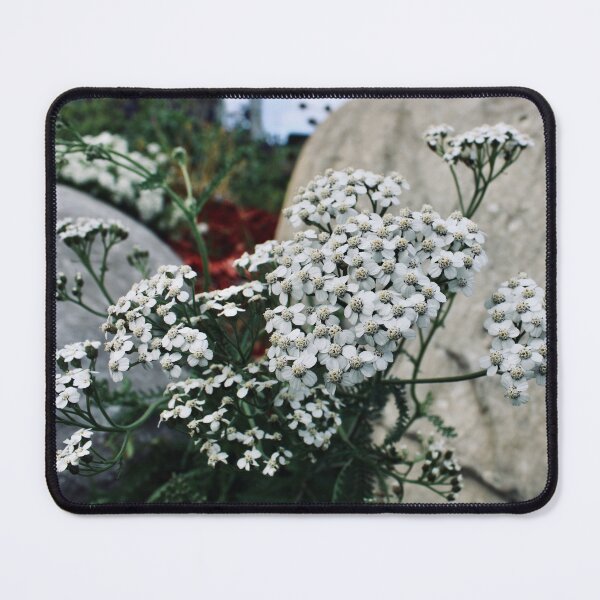 Item preview, Sweet Alyssum designed and sold by RoseyElisabeth.