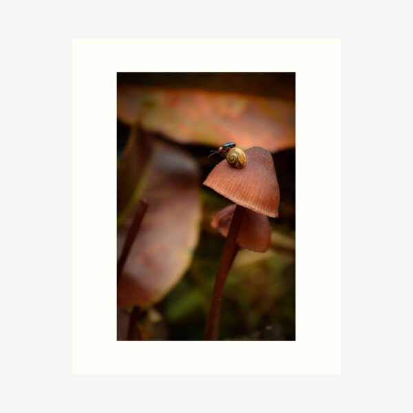 Little bug riding a tiny snail on a small mushroom Art Print