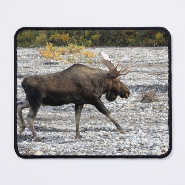 Item preview, Bull Moose designed and sold by sharkbait83.
