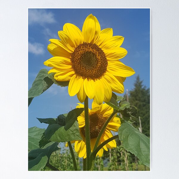 Item preview, sunny bloss designed and sold by barbich.