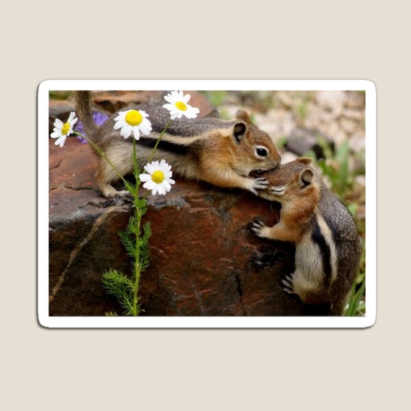 This Is My Rock Magnet