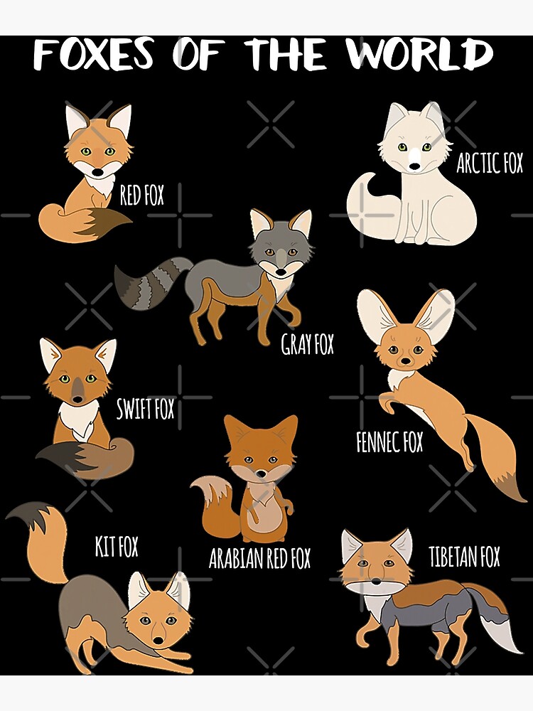 Foxes Of The World Funny Fox Stuff Animals Educational Gifts - Foxes Of The  World - Pin