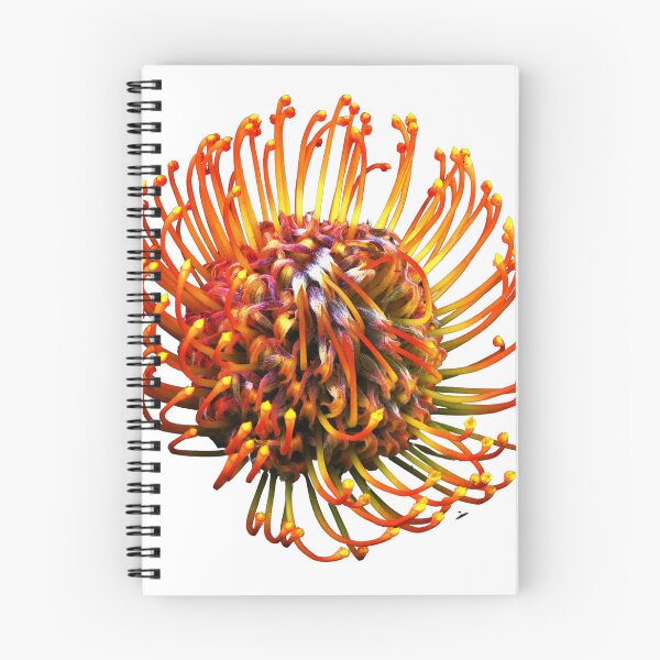 Item preview, Leucospermum flower  designed and sold by IgorKovalenko.