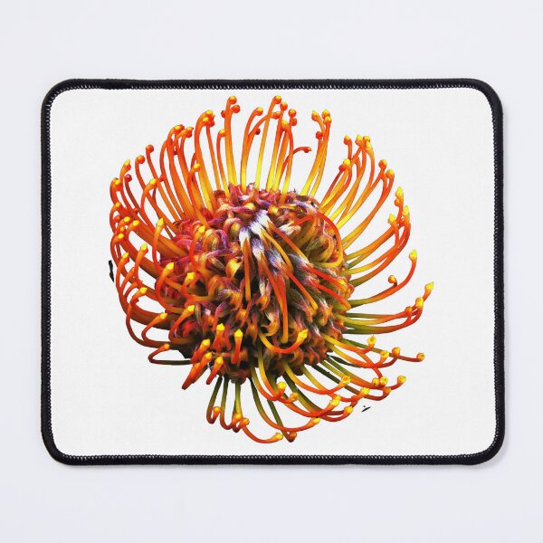 Item preview, Leucospermum flower designed and sold by IgorKovalenko.