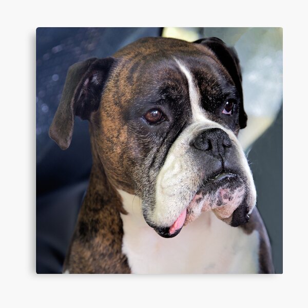 Boss Dog Canvas Print