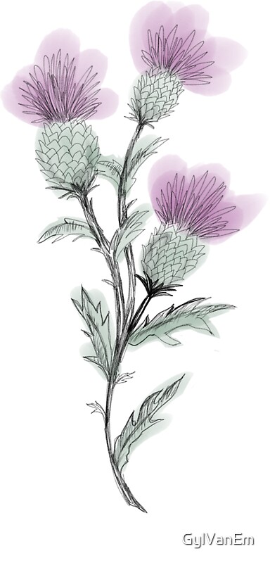 Scottish Thistle Drawing: Stickers | Redbubble