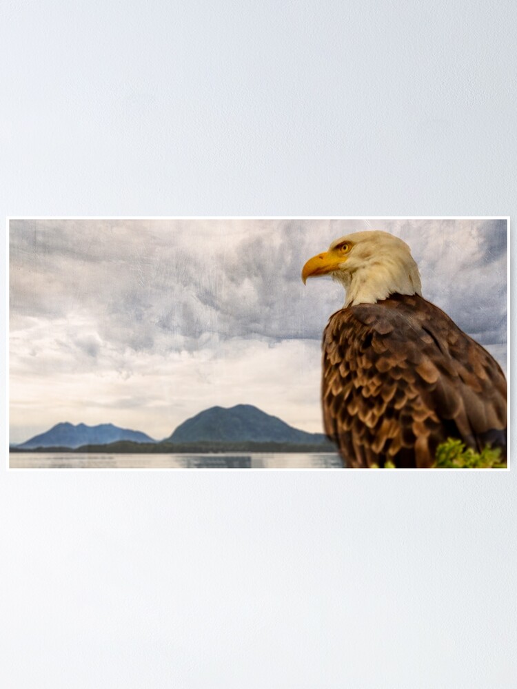 " Eagle,Eagle print,Eagle wall decor,Canadian Eagle, Nature wall decor