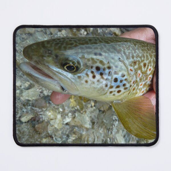 Item preview, A close up of a fish that is a hybrid of marble trout and a brown trout, caught on the Soca River, near Slovenia designed and sold by SnapTPhotograph.