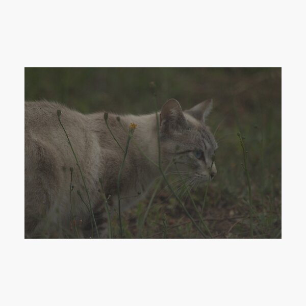 Cat in Grass Photographic Print
