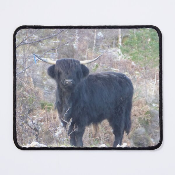 Item preview, Traditional Black Highland Cow in Scotland designed and sold by FastRapidash.