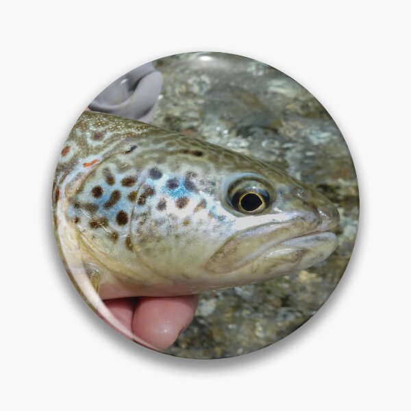 Item preview, A close up of a fish that is a hybrid of marble trout and a brown trout, caught on the Soca River, near Slovenia designed and sold by SnapTPhotograph.